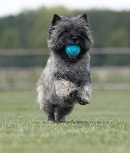 Cairn terrier met tennisbal